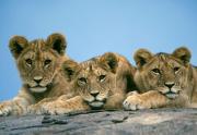 Des lionceaux … chauds ?