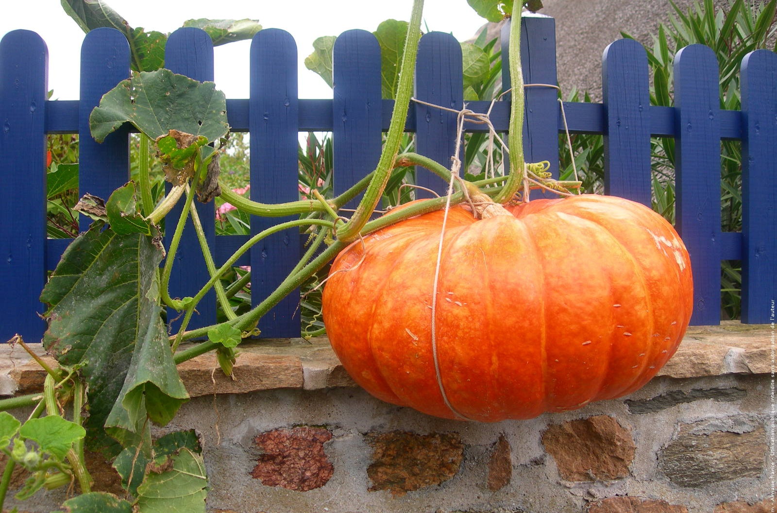 citrouille